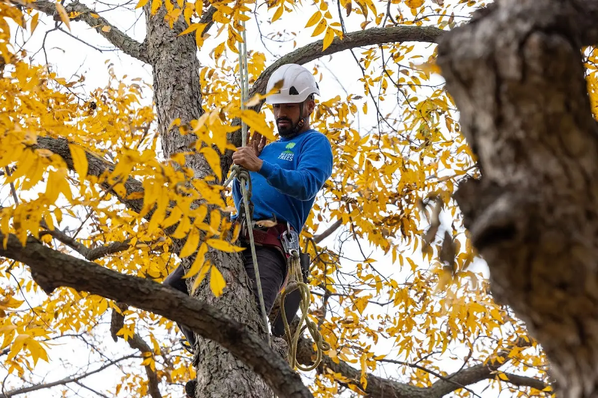 Skilled Tree Trimming crew working in Sauk Centre